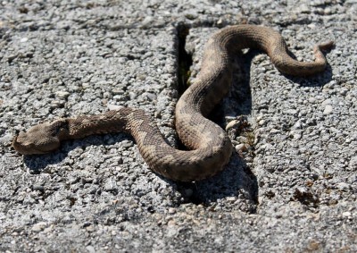 Vipera ammodytes